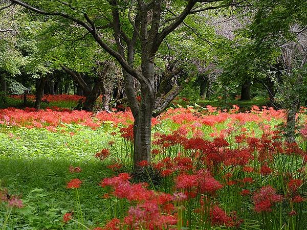 東京近郊(四十一)‧秩父(四)‧上長瀞(Kami-Nagat