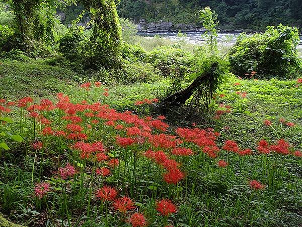 東京近郊(四十一)‧秩父(四)‧上長瀞(Kami-Nagat