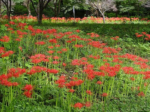 東京近郊(四十一)‧秩父(四)‧上長瀞(Kami-Nagat