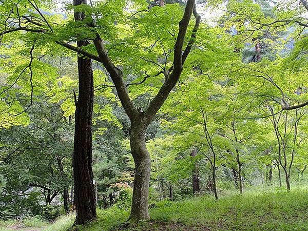 東京近郊(四十一)‧秩父(四)‧上長瀞(Kami-Nagat