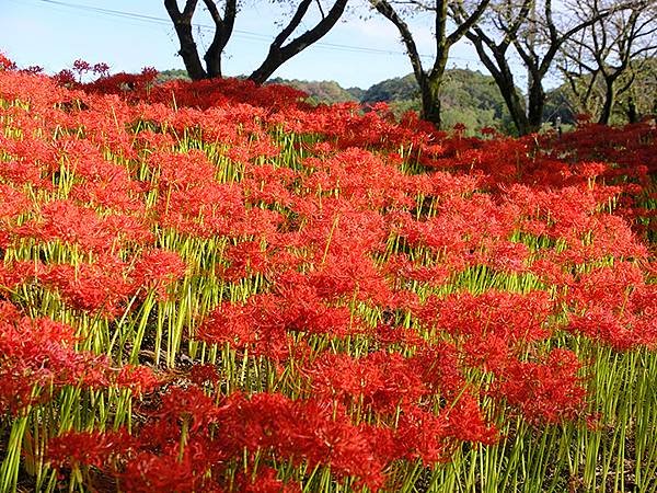 東京近郊(四十三)‧秩父(六)‧巾着田彼岸花(Kinchak