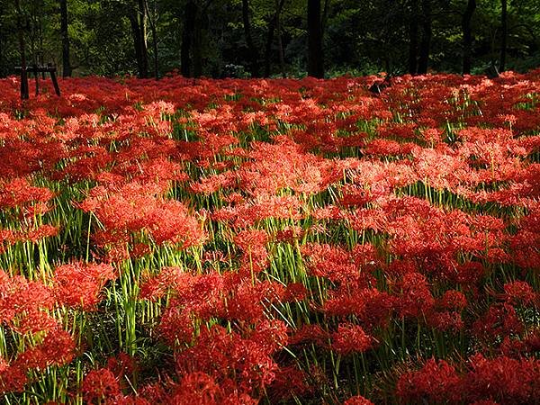 東京近郊(四十三)‧秩父(六)‧巾着田彼岸花(Kinchak