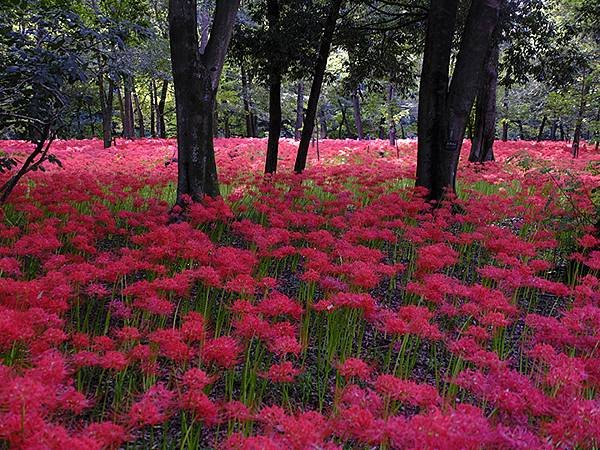 東京近郊(四十三)‧秩父(六)‧巾着田彼岸花(Kinchak