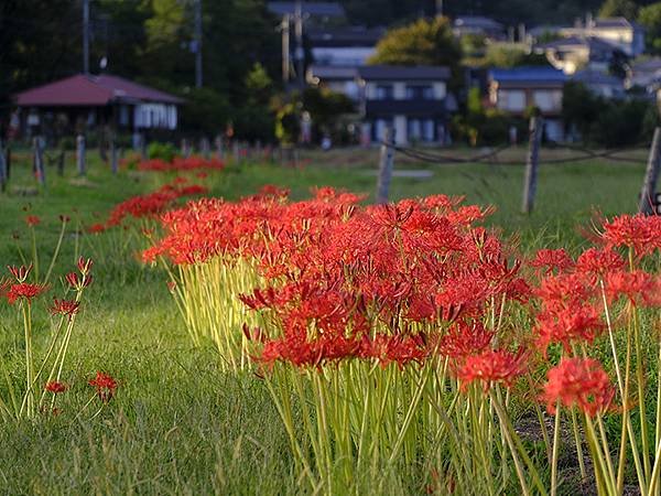 東京近郊(四十三)‧秩父(六)‧巾着田彼岸花(Kinchak