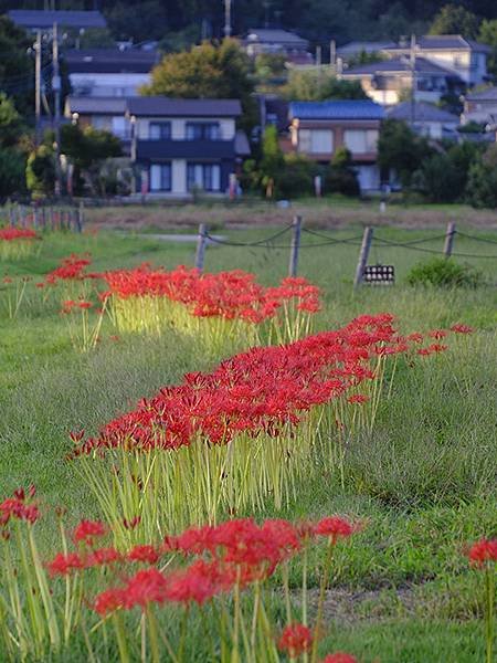 東京近郊(四十三)‧秩父(六)‧巾着田彼岸花(Kinchak