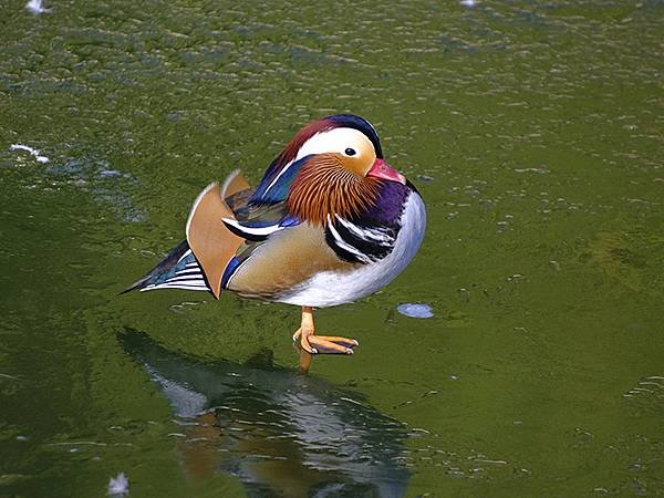 冬遊北京(十二)‧北海、陶然亭、紫竹院公園(Stroll i