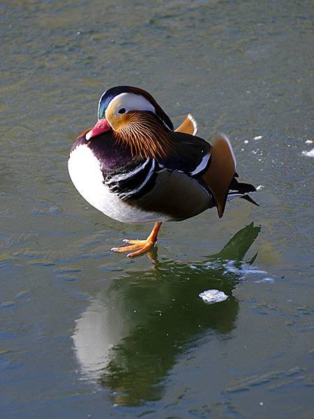 冬遊北京(十二)‧北海、陶然亭、紫竹院公園(Stroll i