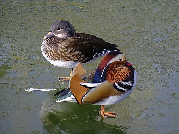 冬遊北京(十二)‧北海、陶然亭、紫竹院公園(Stroll i