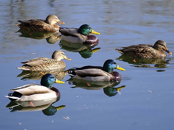 冬遊北京(十二)‧北海、陶然亭、紫竹院公園(Stroll i