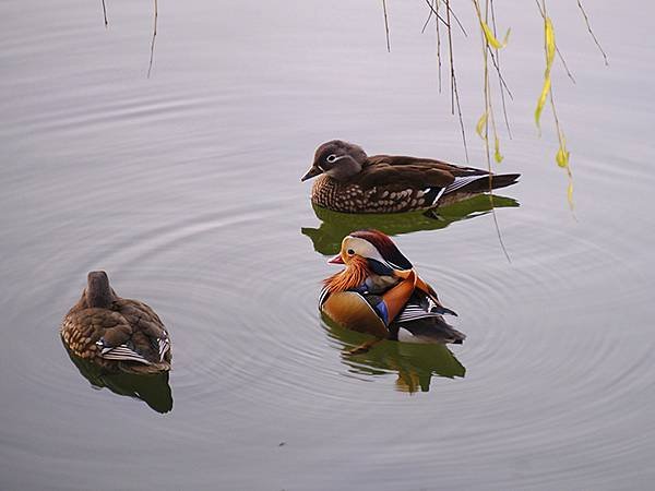 冬遊北京(十二)‧北海、陶然亭、紫竹院公園(Stroll i