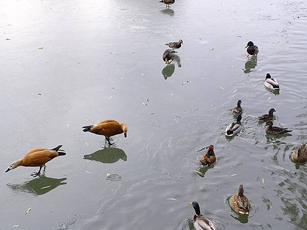 冬遊北京(十二)‧北海、陶然亭、紫竹院公園(Stroll i