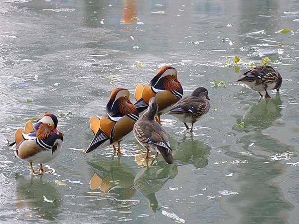 冬遊北京(十二)‧北海、陶然亭、紫竹院公園(Stroll i