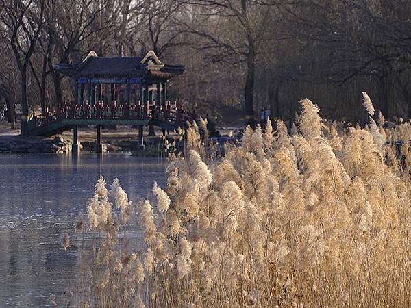 冬遊北京(十四)‧圓明園的冰、蘆葦、野鳥(Yuanmingy