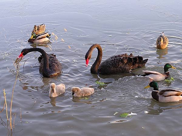 冬遊北京(十四)‧圓明園的冰、蘆葦、野鳥(Yuanmingy