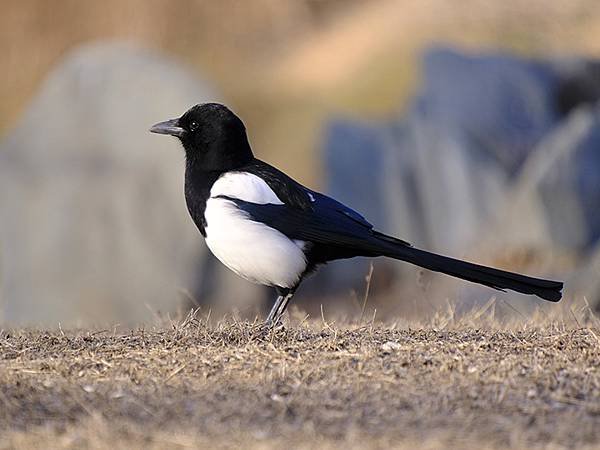 冬遊北京(十四)‧圓明園的冰、蘆葦、野鳥(Yuanmingy