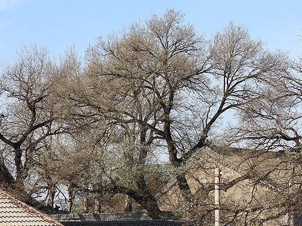 冬遊北京(十七)‧智化寺、孚王府(Zhihua Temple