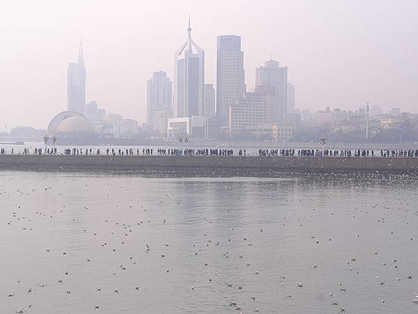 山東‧青島(四)‧棧橋、海鷗(Qingdao IV)