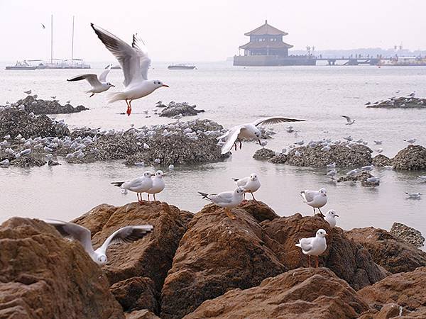 山東‧青島(四)‧棧橋、海鷗(Qingdao IV)