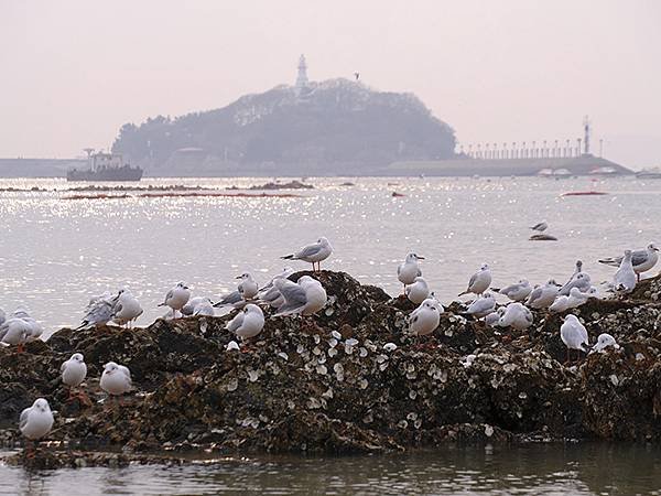 山東‧青島(四)‧棧橋、海鷗(Qingdao IV)