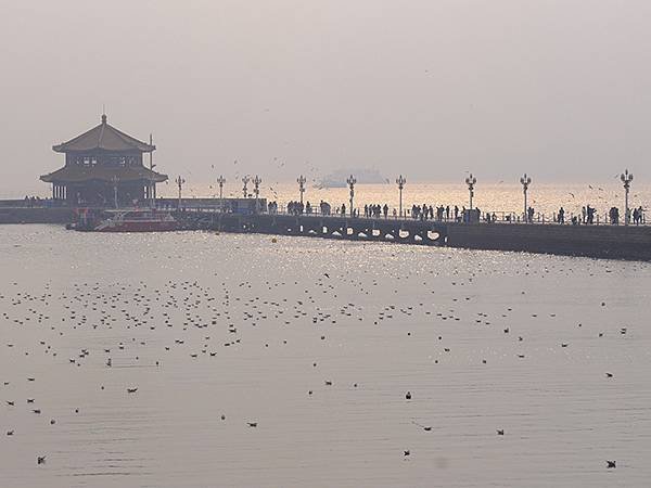 山東‧青島(四)‧棧橋、海鷗(Qingdao IV)