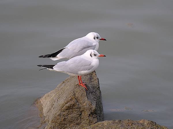 山東‧青島(四)‧棧橋、海鷗(Qingdao IV)