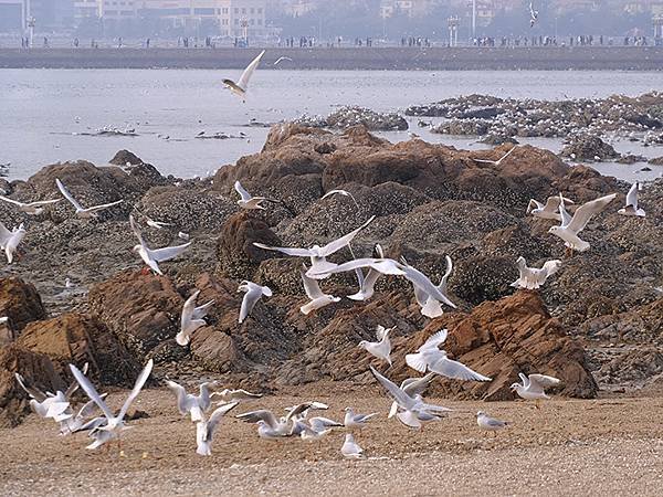 山東‧青島(四)‧棧橋、海鷗(Qingdao IV)