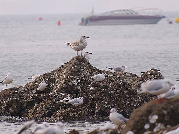 山東‧青島(四)‧棧橋、海鷗(Qingdao IV)