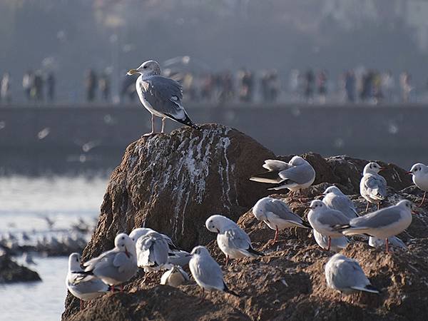 山東‧青島(四)‧棧橋、海鷗(Qingdao IV)