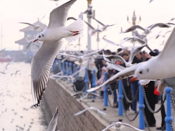 山東‧青島(四)‧棧橋、海鷗(Qingdao IV)