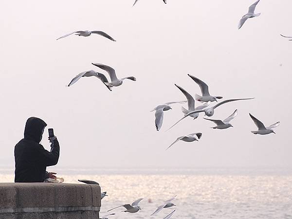 山東‧青島(四)‧棧橋、海鷗(Qingdao IV)