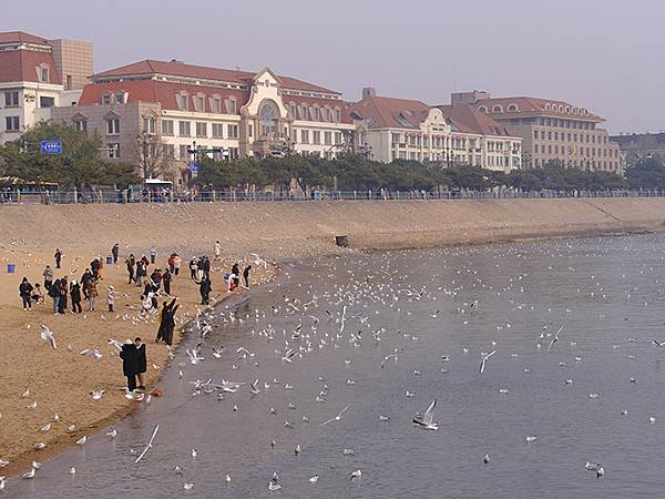 山東‧青島(四)‧棧橋、海鷗(Qingdao IV)