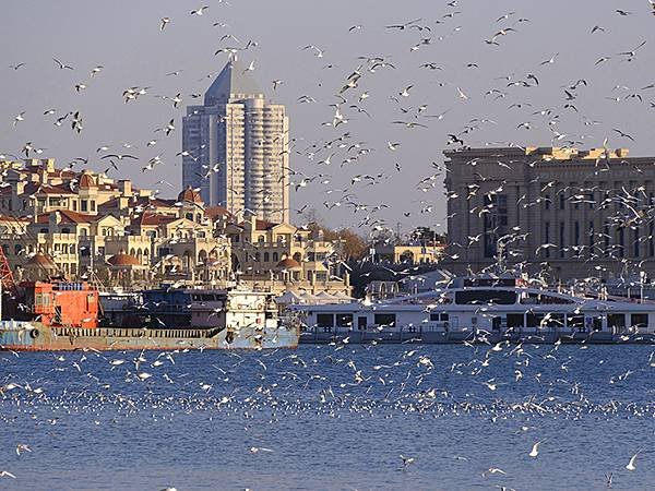 山東‧青島(四)‧棧橋、海鷗(Qingdao IV)