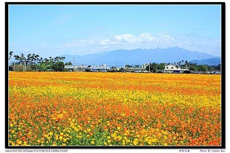 新社花海