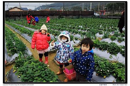 亞鑫草莓園
