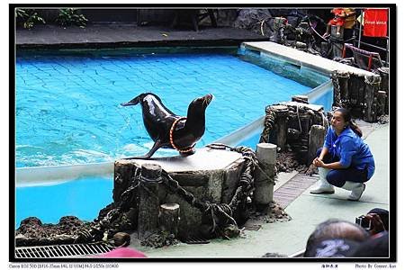 海獅表演