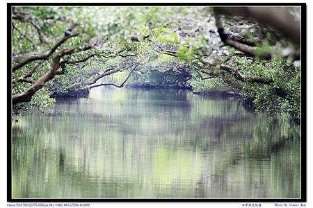 四草綠色隧道