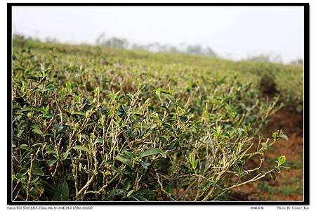 銅鑼茶廠