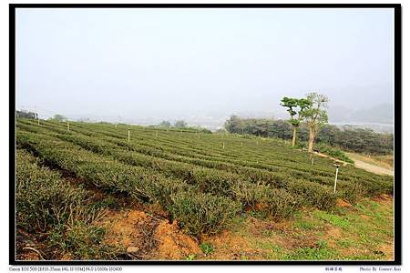 銅鑼茶廠