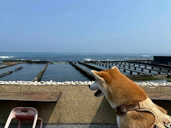 【新北】靠海生活 貢寮馬崗漁港 賞海景吃現撈活九孔鮑還有超涼