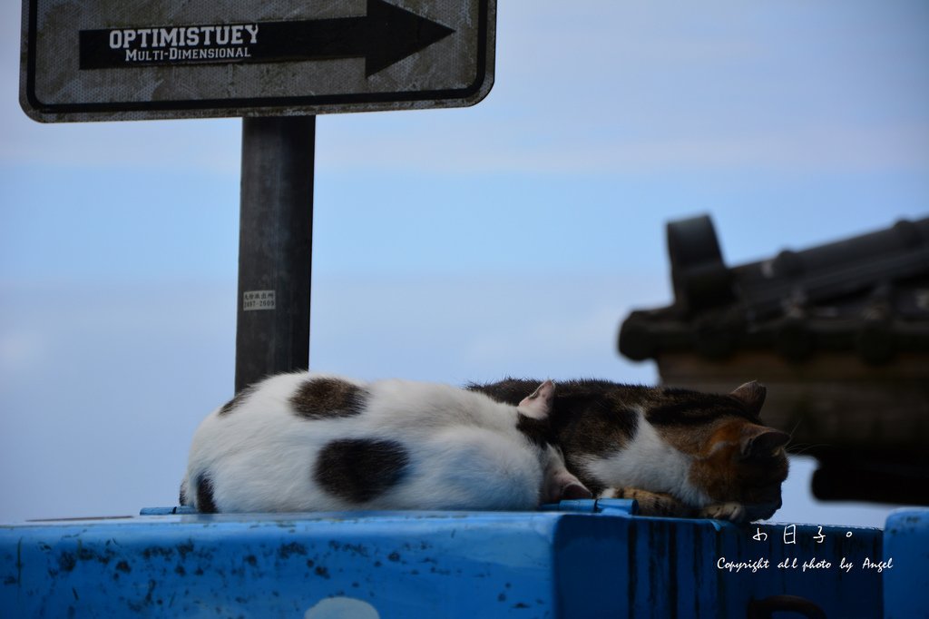 DSC_3328.JPG
