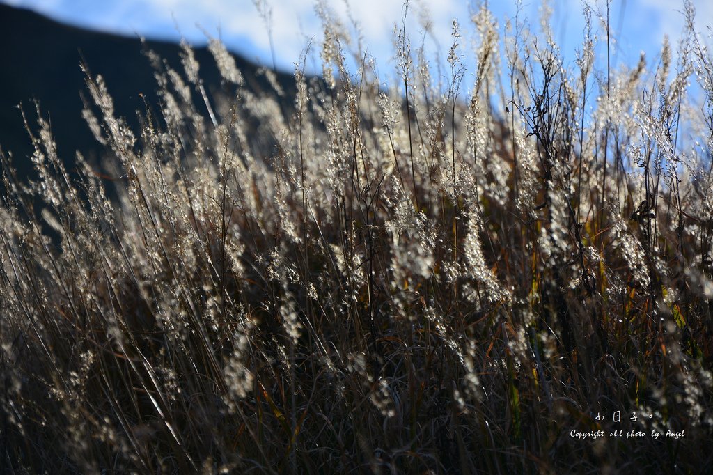 DSC_5213.JPG