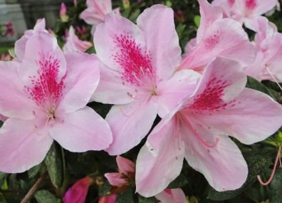 pink.jpg