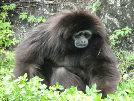 gibbon.jpg