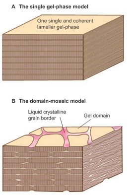 Corneal lipid