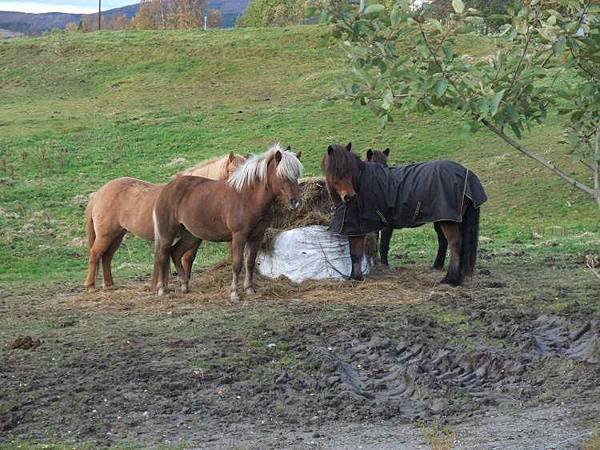 horse.jpg