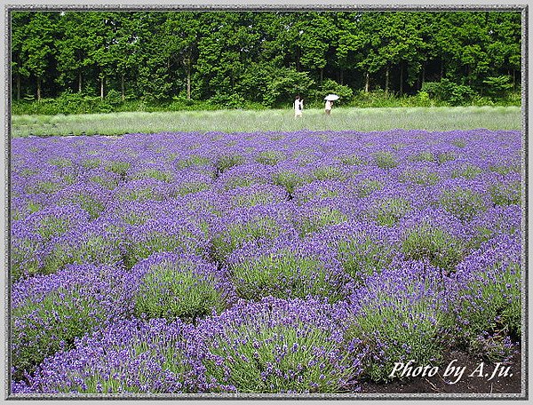 九重花公園36.jpg