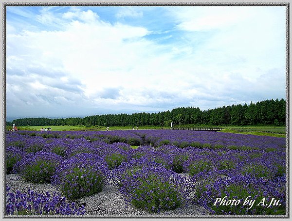 九重花公園34.jpg