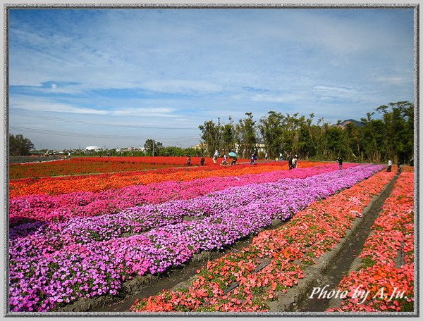 中社觀光花市