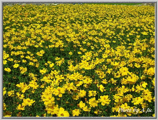 中社觀光花市