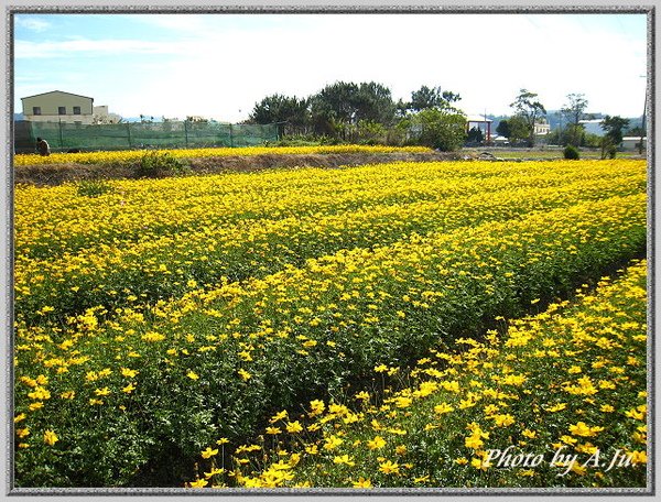 中社觀光花市